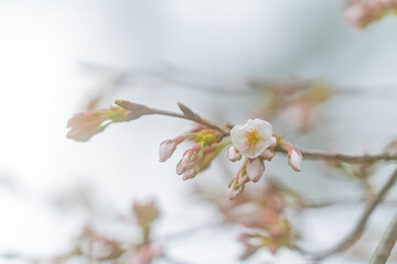 桜、初春
