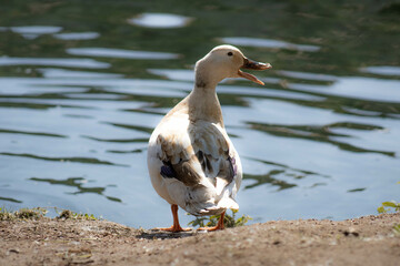 Canard