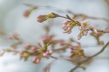 桜、初春
