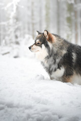 Obraz premium Portrait of a Finnish Lapphund dog outdoors