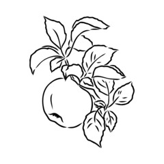 Apple fruit vector illustration. Engraved organic food hand drawn sketch engraving illustration. Black white apple isolated on white background.