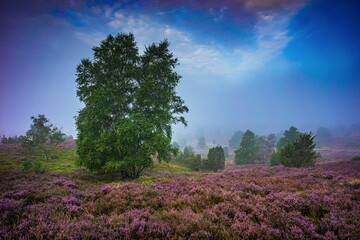 Wilseder Berg - Naturpark Lüneburger Heide