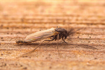 Chironomid inhabits in the wild, North China