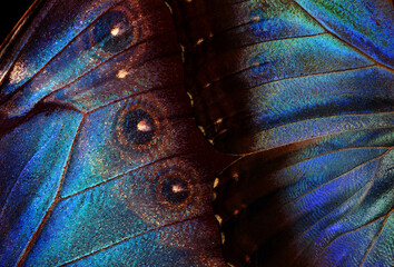 Natural blue background. Wings of a butterfly Morpho texture background. Morpho butterfly.