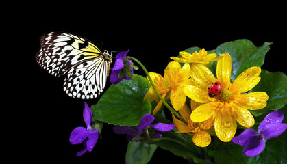 Marsh-marigold and violets. Colorful rice paper butterfly, bright red ladybug beetle on spring flowers. Spring flowers and butterfly isolated on black. © Oleksii