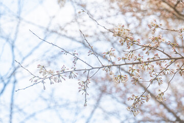 桜、初春
