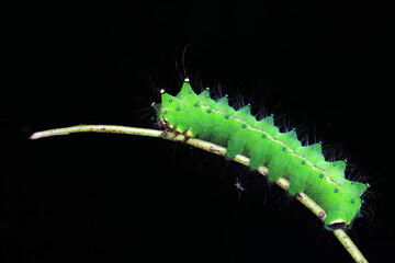 Lepidoptera larvae in the wild, North China