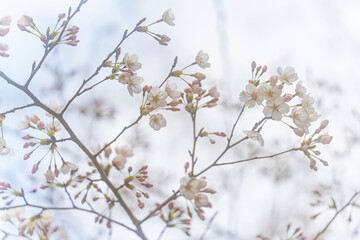桜、初春
