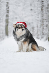 Portrait of a Finnish Lapphund dog outdoors