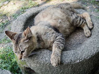 lying cat