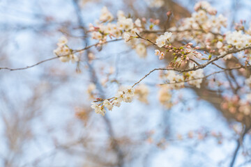 桜、初春
