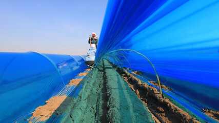 farmers cover ginger with UV resistant plastic film on a farm, North China