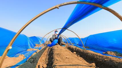 farmers cover ginger with UV resistant plastic film on a farm, North China