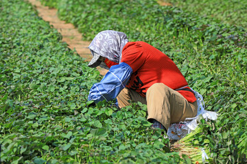 Farmers collect sweet potato seedlings in the greenhouse, North China