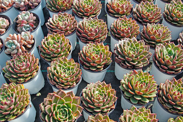 Close up of succulent plants in a greenhouse, North China