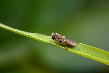 Syrphidae live on plants in North China