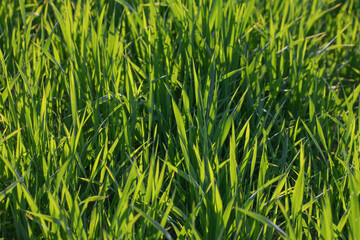 campo con prato verde in primavera