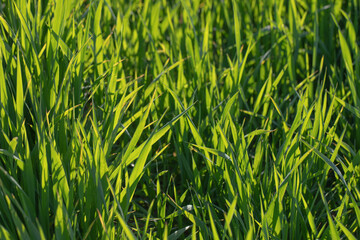 campo con prato verde in primavera