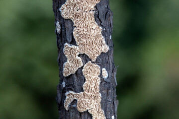 Fungi attached to branches, North China