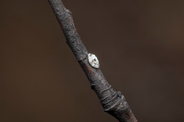 Scale insects inhabit branches in North China