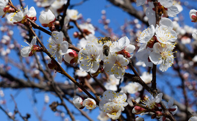 Bee pollinates apricot flowers. Blooming branch of apricot tree.