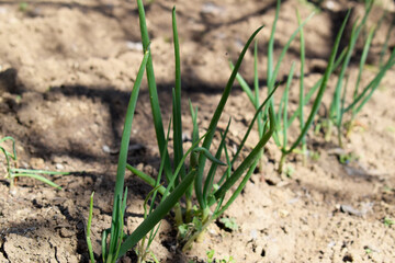 Fresh green onions grow in the ground. Onion planted in a row.