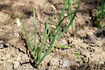 Fresh green onions grow in the ground. Onion planted in a row.