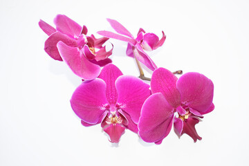 Obraz na płótnie Canvas Branch of purple orchid on a white background.