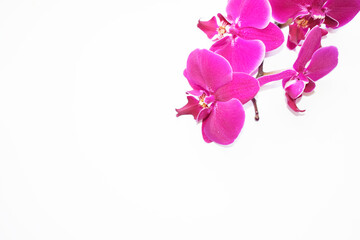 Fototapeta na wymiar Branch of purple orchid on a white background.