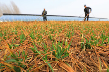 farmers clean up debris in the wheat field on a farm, North China