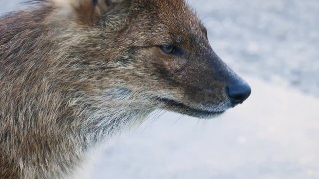 Dhole (Cuon alpinus) close-up, wild dog in a rocky environment