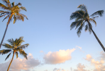 Fototapeta na wymiar Three palm trees agains tropical sunset sky