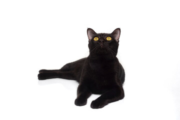 Crouching black cat looking up isolated on white background.