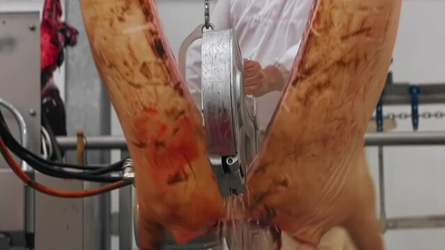 Butcher worker cuts pig in half with modern saw, modern slaughterhouse. Industrial meat processing plant factory. Raw pork pig hanging on hook. Process after heat treatment by fire in furnace
