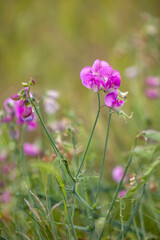 Breitblättrige Platterbse (Lathyrus latifolius)