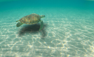 sea ​​turtle in its habitat on a caribbean island, Curacao