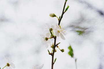 Close-up of white delicate flowers on a lonely cherry branch on a blurred background, spring awakening of nature, the beginning of life