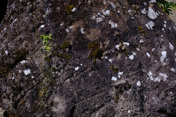 Tiny green growth on moss and lichen covered ancient stone