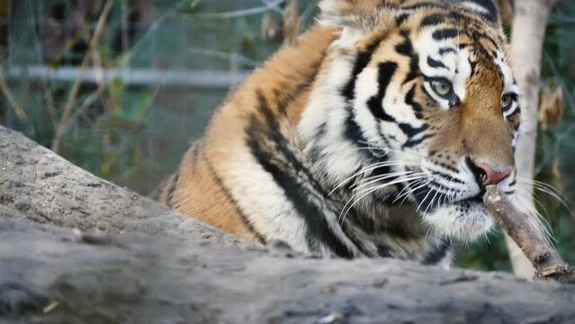 Siberian tiger (Panthera tigris tigris) in captivity, resting after a meal, licking his mouth and looking around curiously