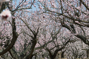 一目10万本のあんずの里 ピンクの花が青空に向かって咲き誇る