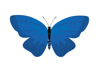 blue butterfly icon