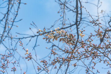 桜、初春