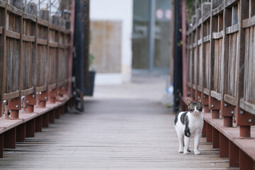 Multi-colored cat walks along a wooden bridge