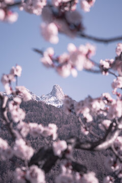 Spring Photo Of The Pierre Avoi Mountain Framed By Bloominapricot Trees