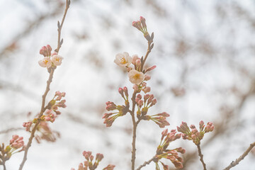 桜、初春