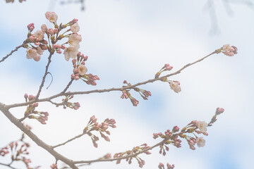 桜、初春