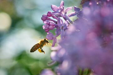 honey bee flies to a brench of lilac