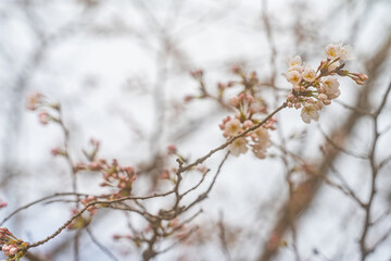 桜、初春
