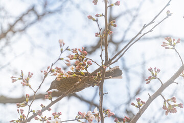 ヒヨドリ、桜、初春