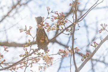 ヒヨドリ、桜、初春